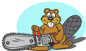 Beaver